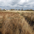 Landscape of Richmond Park