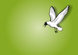 seagull