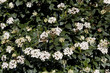 viburnum tinus