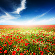 Foto: Nature Background. Poppies. Nature Background. Poppies.