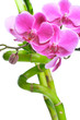 Foto: Beautiful purple orchid flowers and bamboo isolated on white Beautiful purple orchid flowers and bamboo isolated on white