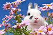 Hase