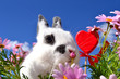Hase mit Herz