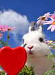 Hase mit Herz