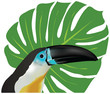 Channel-billed Toucan