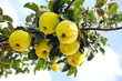 quince on tree against blue sky quince on tree against blue sky