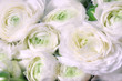 Ranunculus