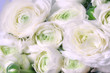 Ranunculus