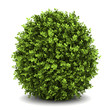 dwarf english boxwood  isolated on white background
