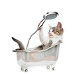 Photo: Cat shower Cat shower