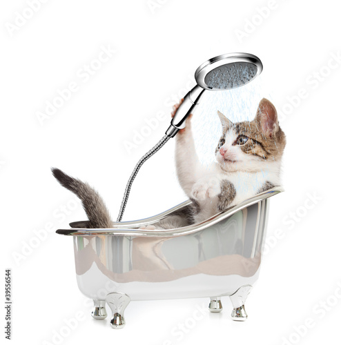 Photo: Cat shower Cat shower