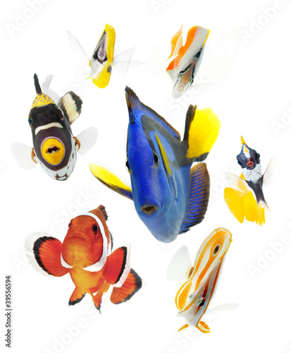Foto: fish, reef fish, marine fish party isolated on white background fish, reef fish, marine fish party isolated on white background