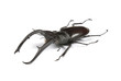 Photo: Male stag-beetle isolated on white background Male stag-beetle isolated on white background