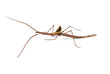 Photo: Margin winged stick insect, Ctenomorpha marginipennis (female) Margin winged stick insect, Ctenomorpha marginipennis (female)