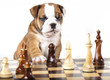 Puppy english Bulldog and chess piece