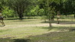 A woman runs down a footpath in the park
