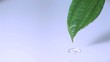 Rain drops falling in super slow motion off a leaf