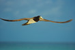 Yellow footed black white booby bird in spread wing flight