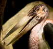 A close-up of an marabu
