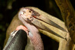 A close-up of an marabu