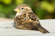 Sparrow on a table