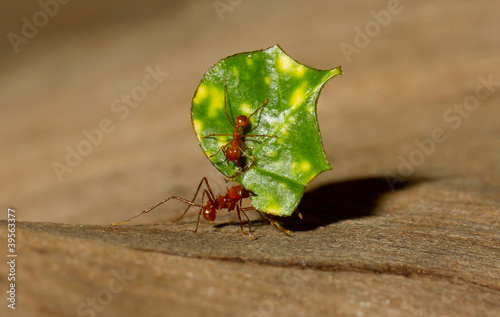 Photo: A leaf cutter ant A leaf cutter ant