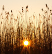 Sunset in the reeds