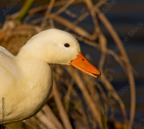 Photo: A white wild duck A white wild duck