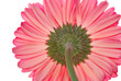 VISTA GERBERA ROJA POR LA PART...