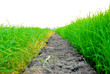 A green paddy field in Thailand