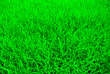 A green paddy field in Thailand