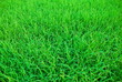 A green paddy field in Thailand