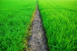 A green paddy field in Thailand