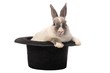 Rabbit Trick