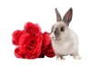 Bunny Rabbit and Roses