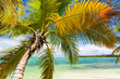 Palm on tropical beach of caribbean sea