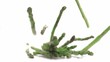 Asparagus falling in super slow motion