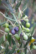 Olives on Branch