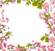 cherry-tree pink flowers isolated frame cherry-tree pink flowers isolated frame