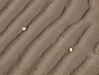 Muscheln