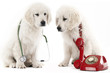 Photo: calling the vet calling the vet