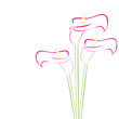 callas in pink