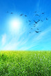 green field and flying birds green field and flying birds
