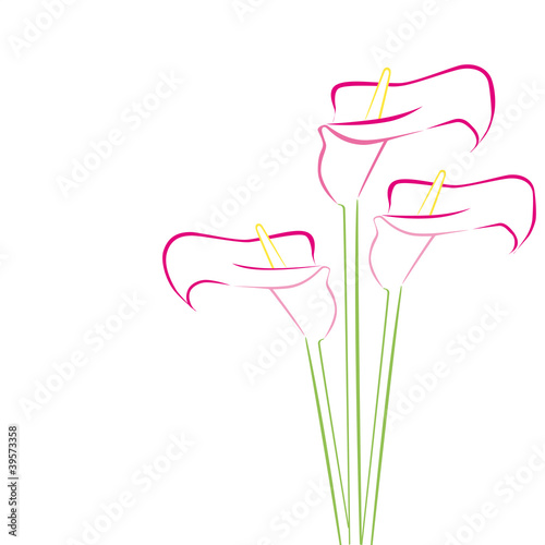 Vektor: callas in pink callas in pink