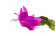 Easter cactus Easter cactus