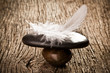 feather on the stone