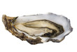 Single open oyster on white