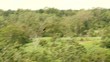 Vogel über Regenwald