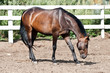 Bay horse in the paddock