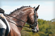 Beautiful sport dressage horse